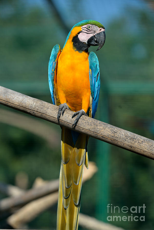 Macaw Photograph - Blue and Gold macaw #2 by George Atsametakis