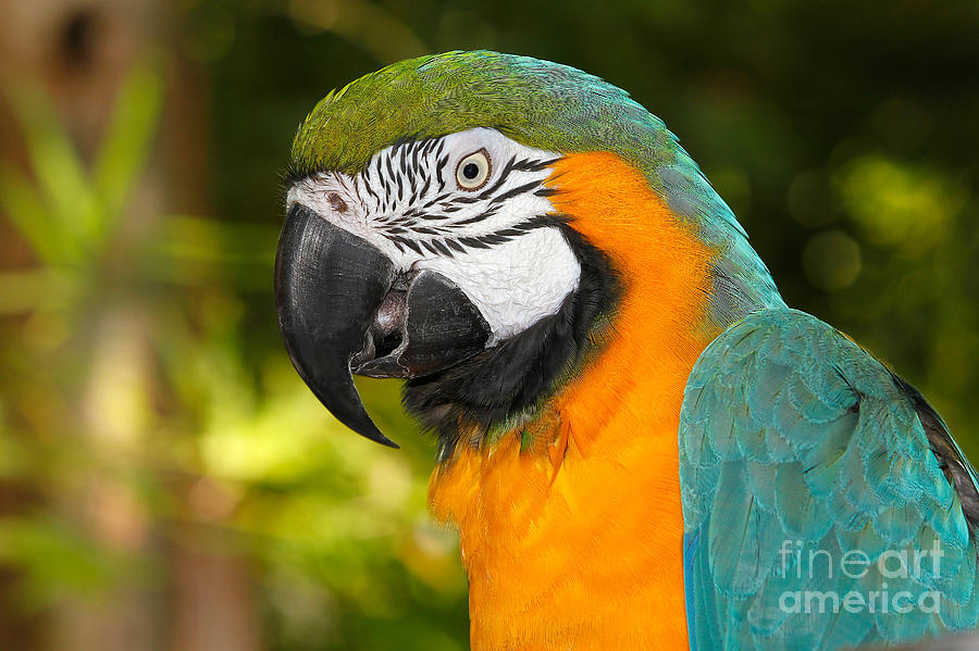 Blue-and-yellow Macaw Ara Ararauna #1 Photograph by Gerard Lacz