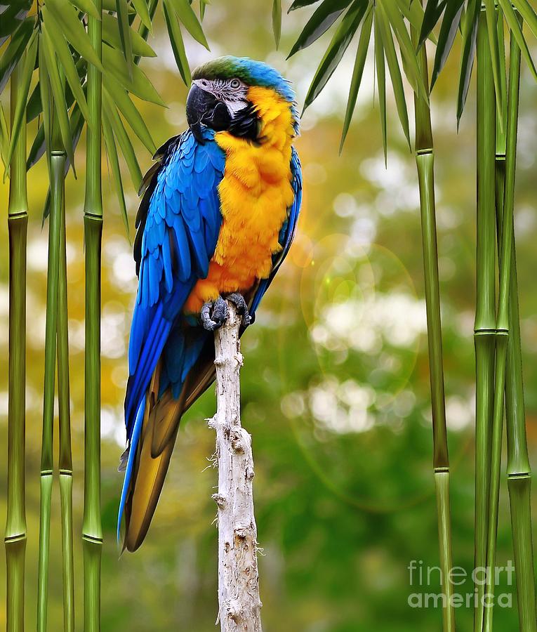Blue and Yellow Macaw 1 Photograph by Elaine Manley