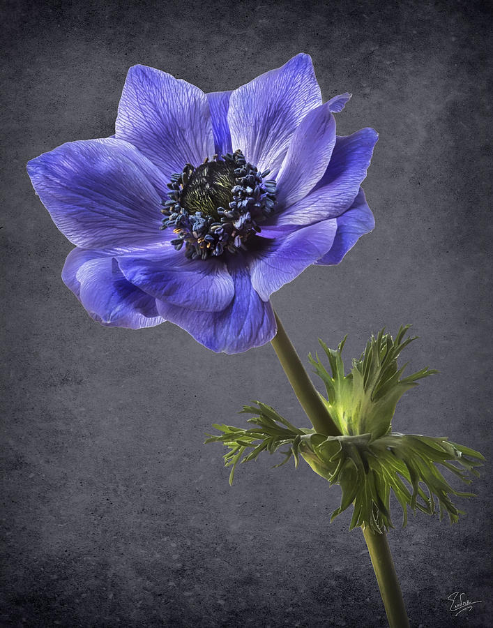 Blue Anemone #1 Photograph by Endre Balogh