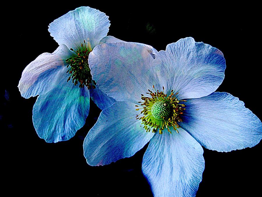 Nature Photograph - Blue Anemones by Shirley Sirois