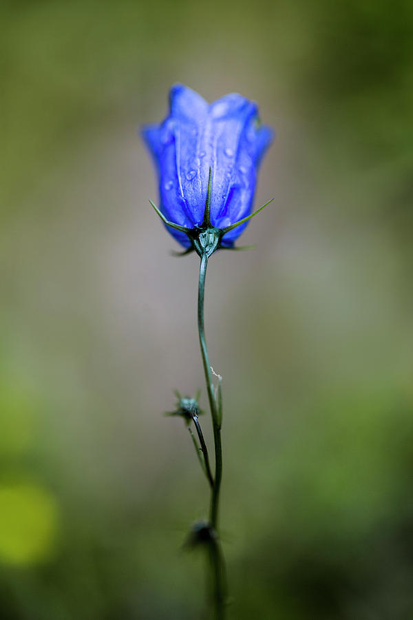 Nature Photograph - Blue Bell #1 by Nailia Schwarz