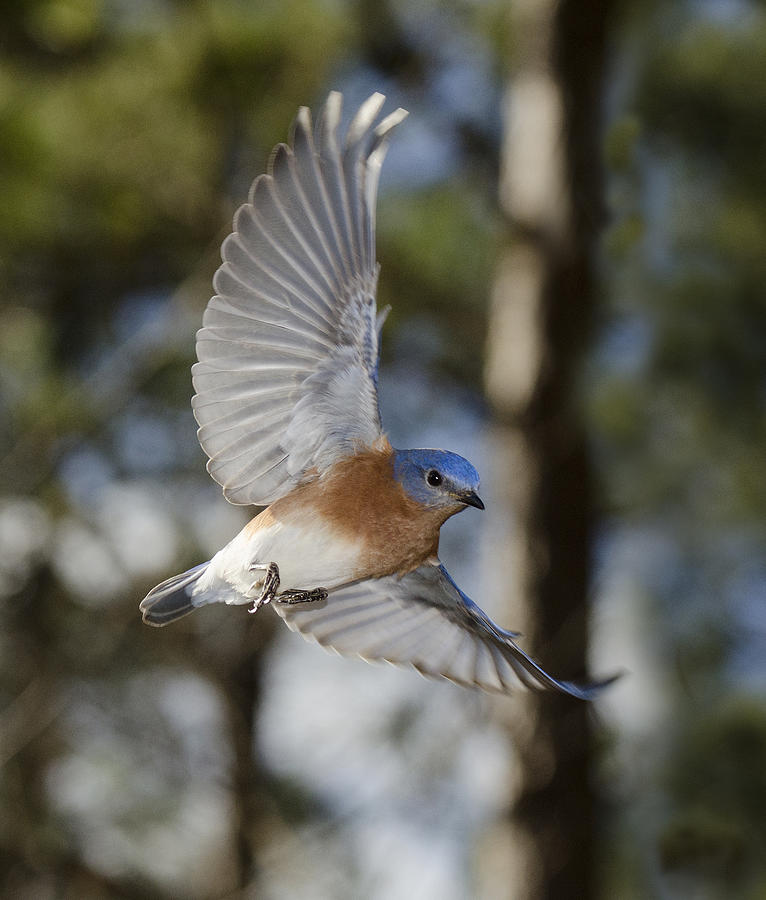 Blue Bird Photograph by Eric Abernethy