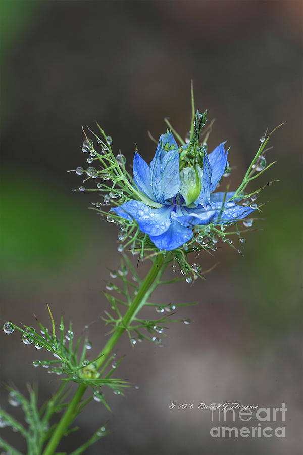 Blue Bloom On Weed Plant #1 Photograph by Richard J Thompson