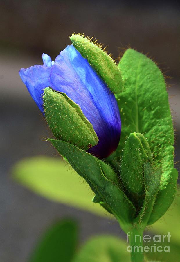 Blue Bud #1 Photograph by Cindy Manero