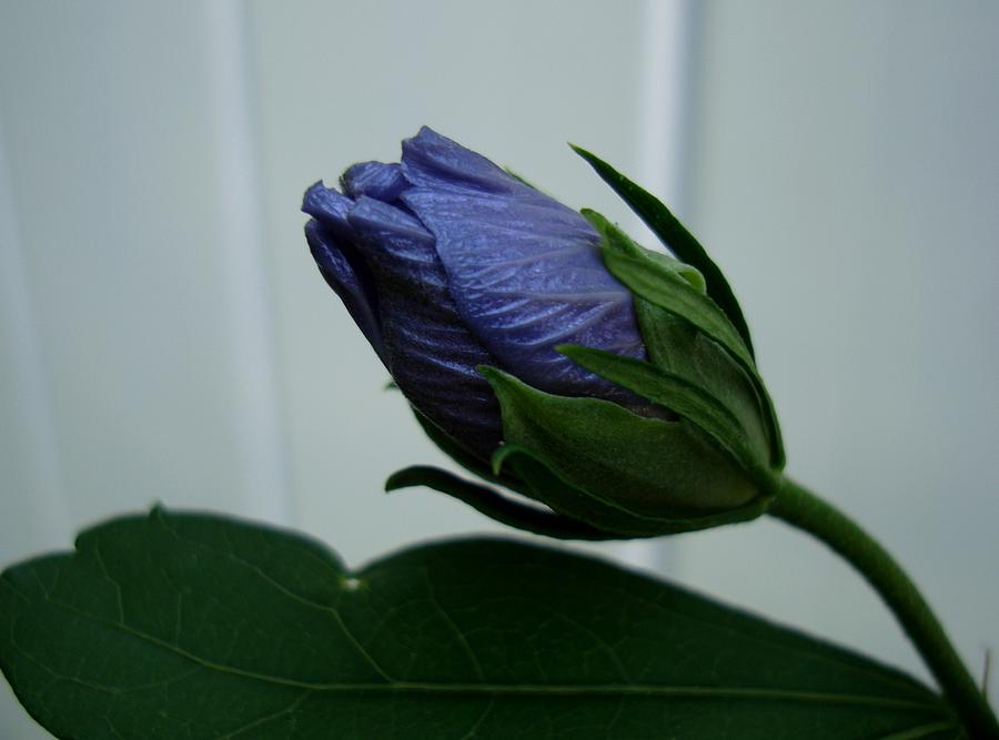 Blue Bud #1 Photograph by Michiale Schneider