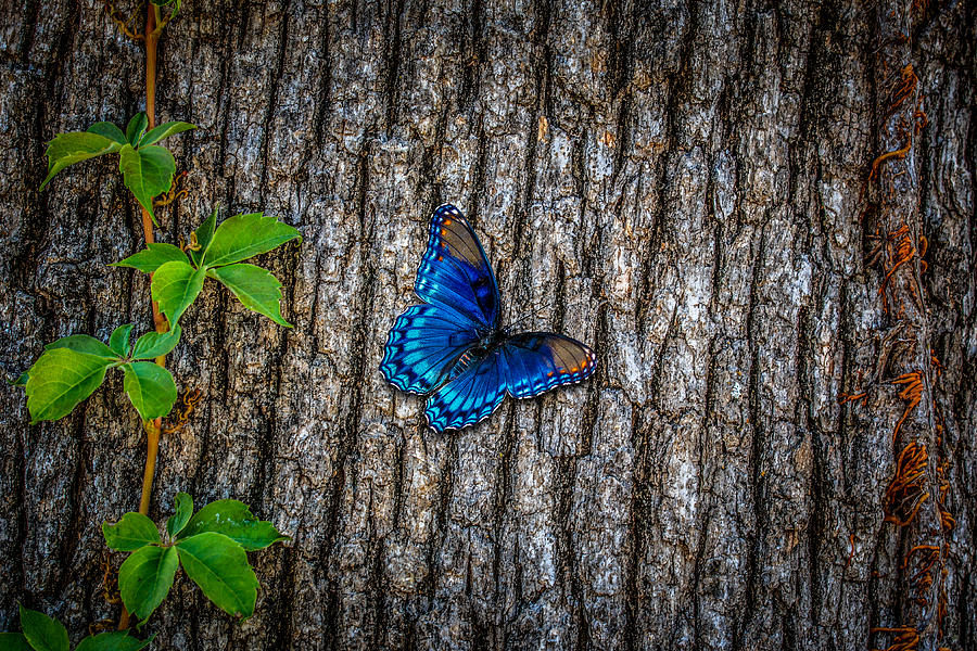 Blue Butterfly #1 Photograph by Doug Long