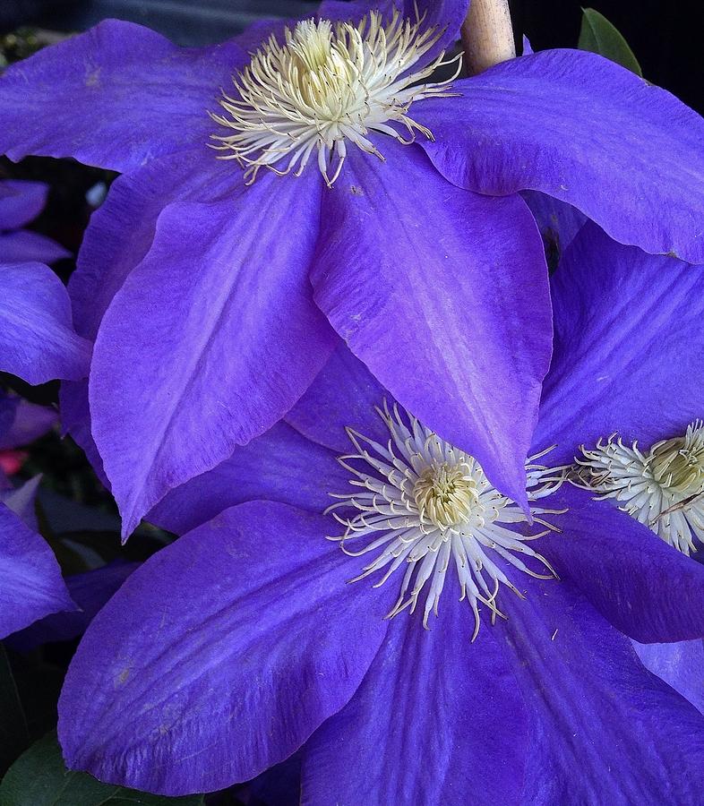 Blue Clematis #2 Photograph by Bruce Bley