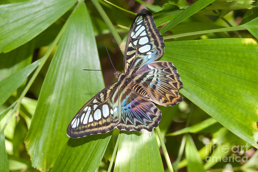 Blue Clipper Butterfly - Parthenos sylvia #1 Photograph by Anthony Totah