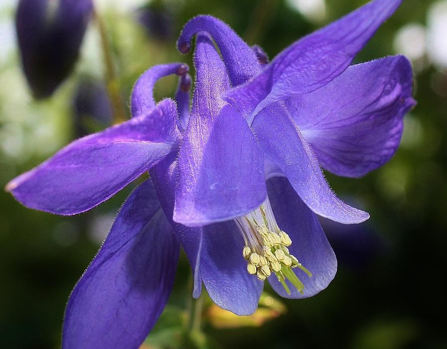 Nature Photograph - Blue Columbine #1 by Bruce Bley