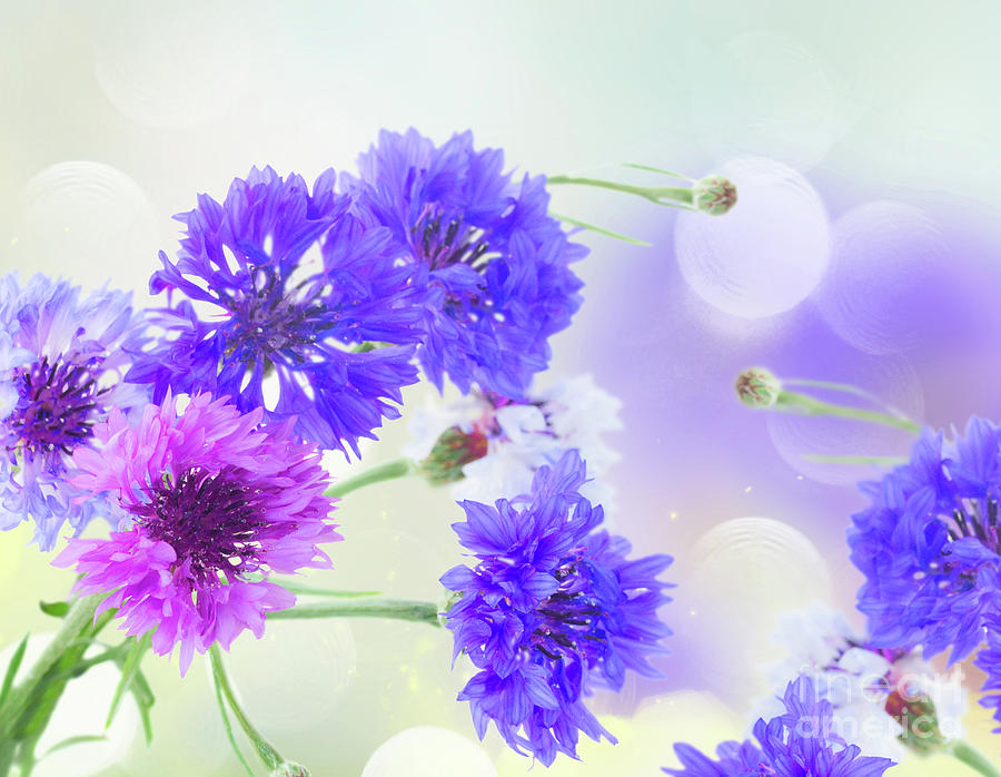 Blue Cornflowers #2 Photograph by Anastasy Yarmolovich