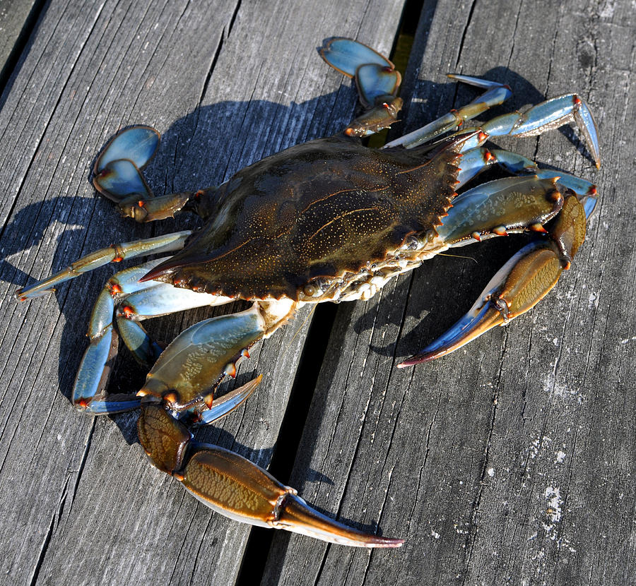 Blue Crab #1 Photograph by Jana Goode
