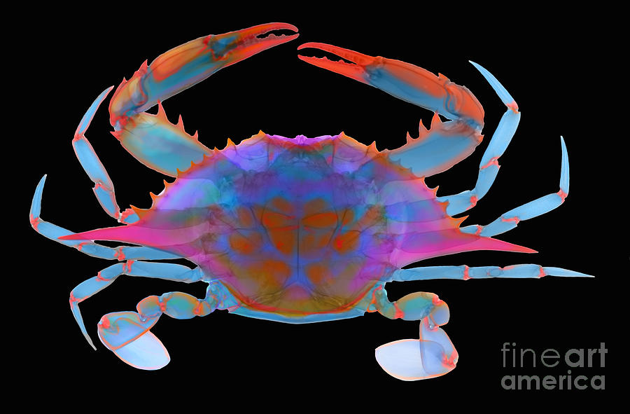 Blue Crab, X-ray #1 Photograph by Ted Kinsman