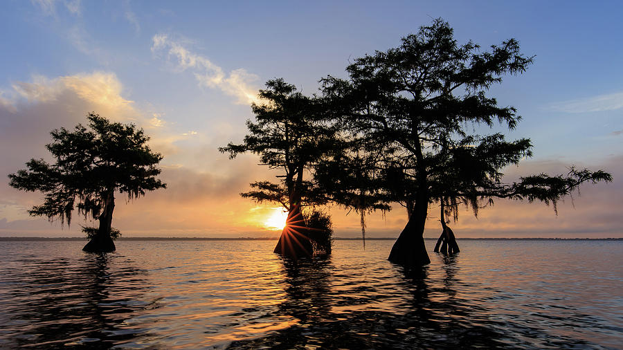 Blue Cypress Lake Morning #1 Photograph by Stefan Mazzola