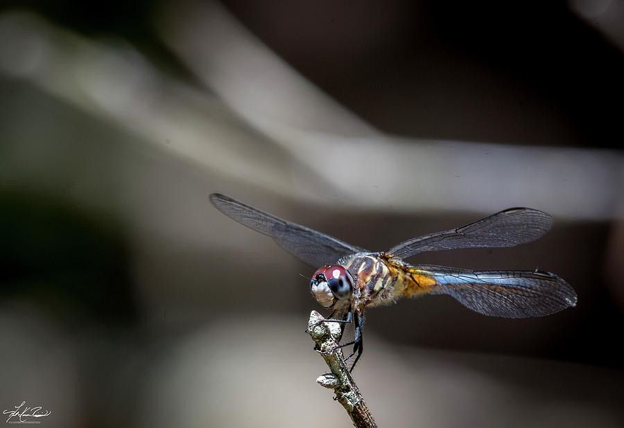 Blue Dasher Photograph - Blue Dasher Dragonfly by Phil And Karen Rispin