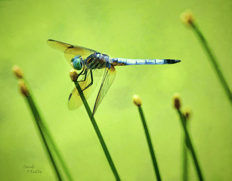 Blue Dasher Dragonfly #2 Photograph by Sandi OReilly