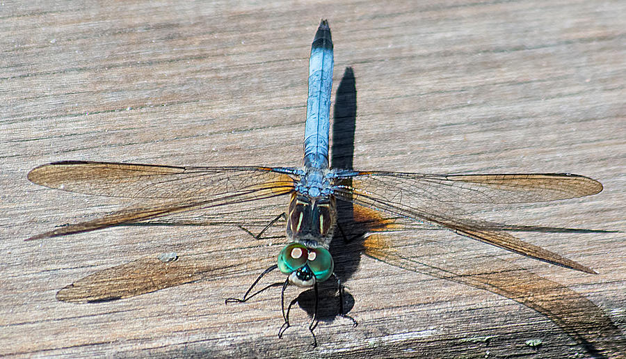 Blue Dasher #1 Photograph by Kenneth Albin