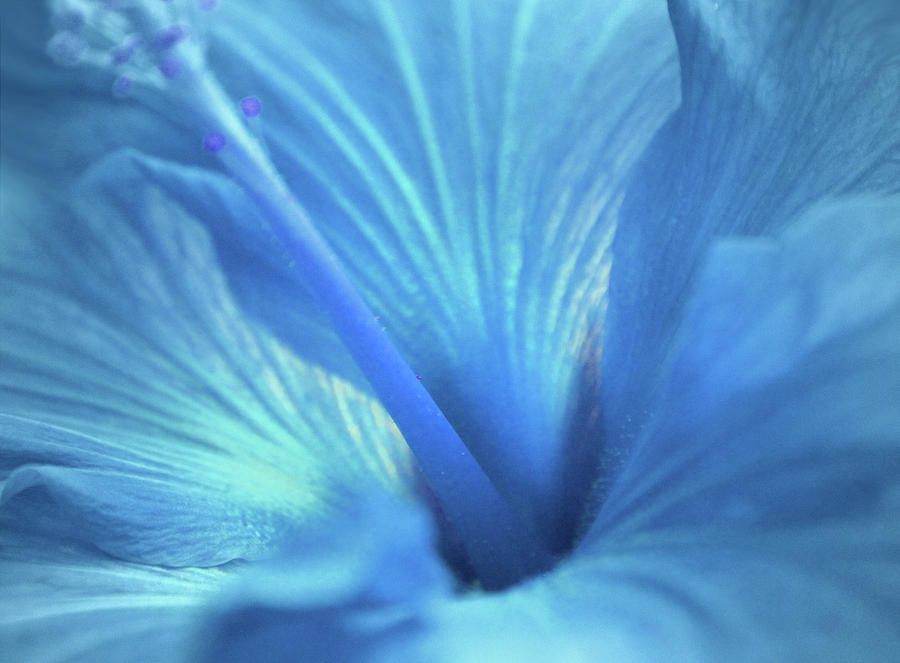 Blue Destiny #1 Photograph by The Art Of Marilyn Ridoutt-Greene