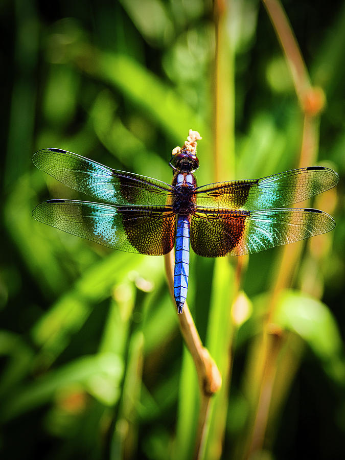 Blue Dragonfly #1 Photograph by David Kay