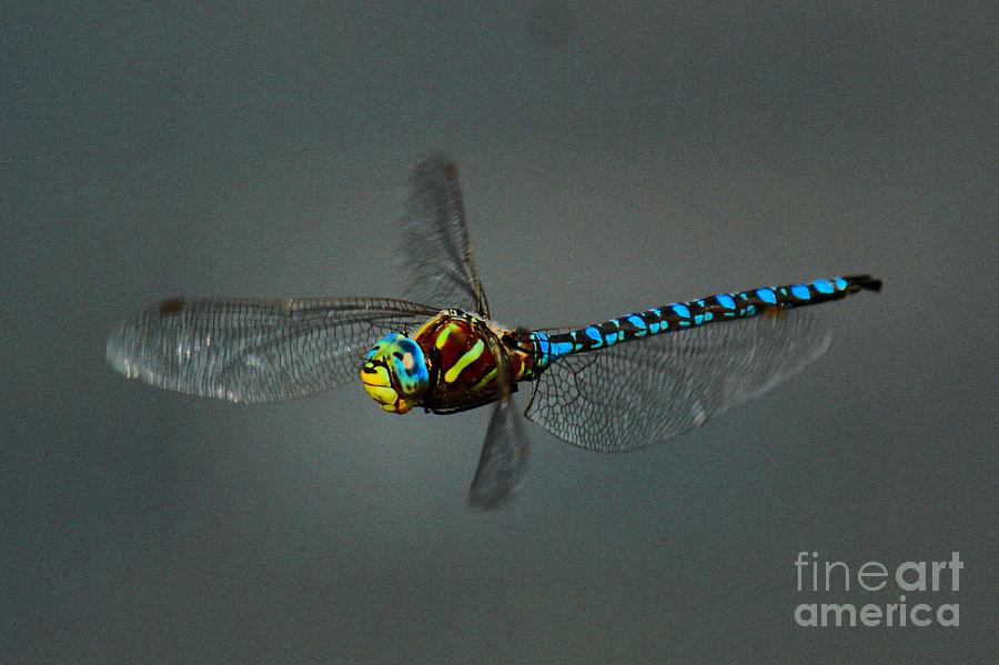 Blue Dragonfly Photograph - Blue Elegance by Adam Jewell