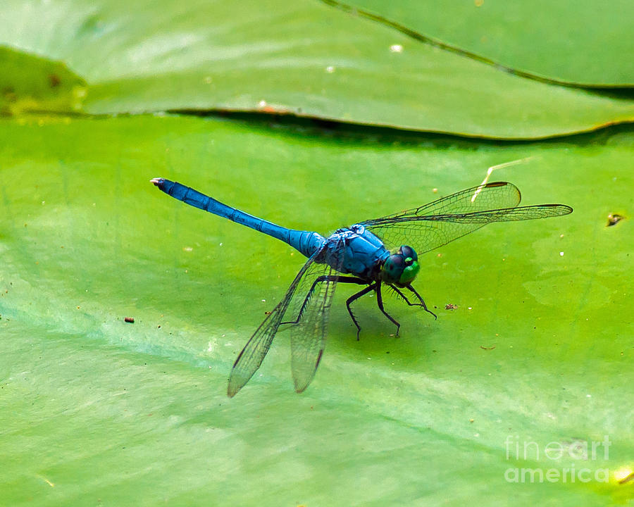 Blue Dragonfly on Lily Pad Photograph by Stephen Whalen