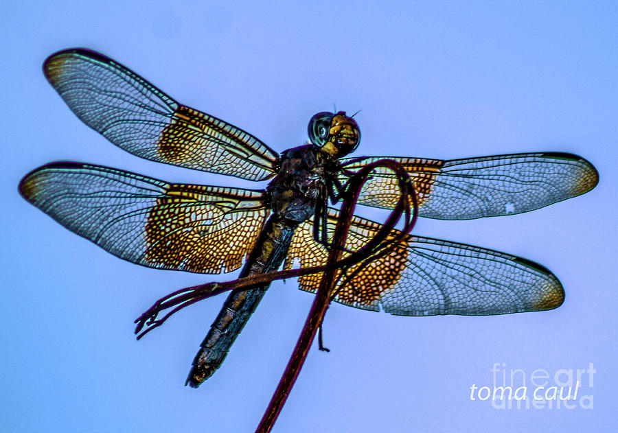 Blue Dragonfly #1 Photograph by Toma Caul