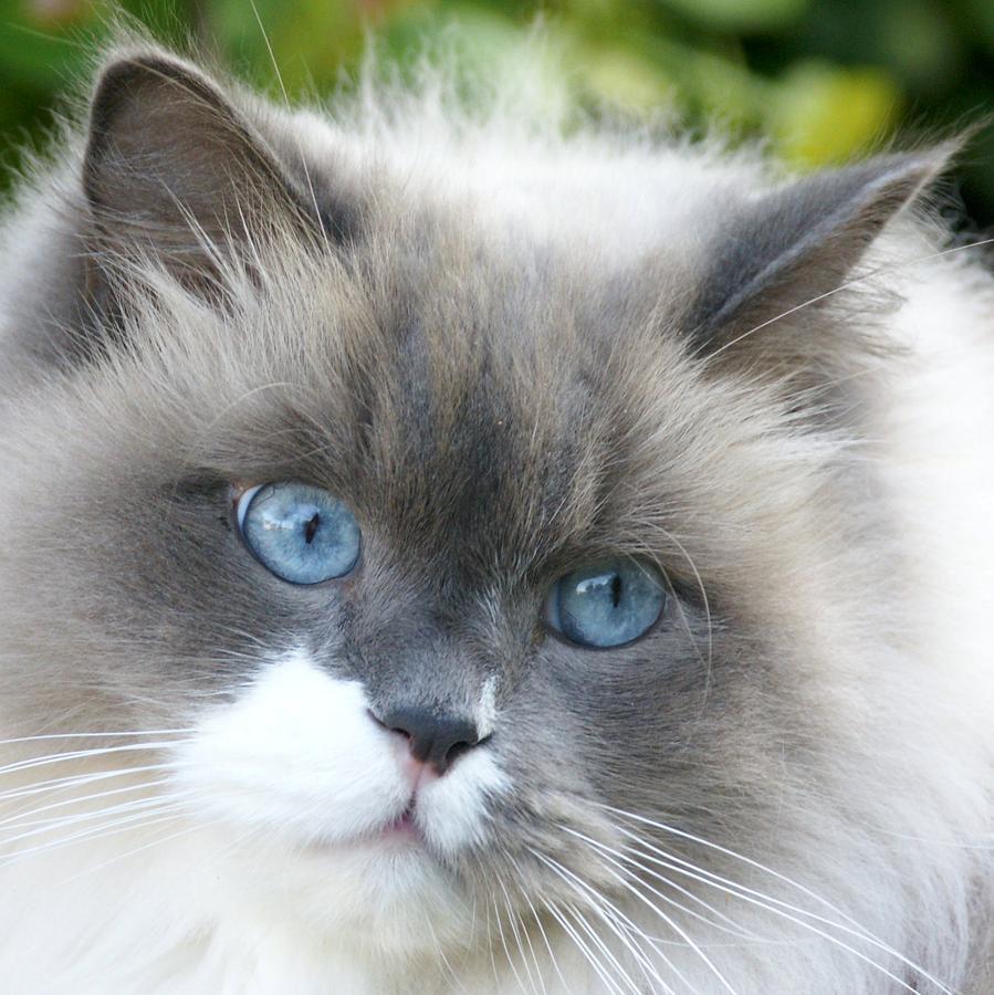 Cat Photograph - Blue-eyed Ragdoll Cat #1 by Larry Allan