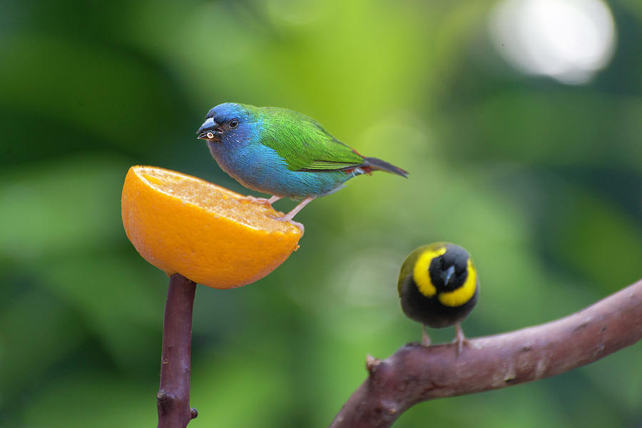 Blue-faced Parrotfinch Photograph