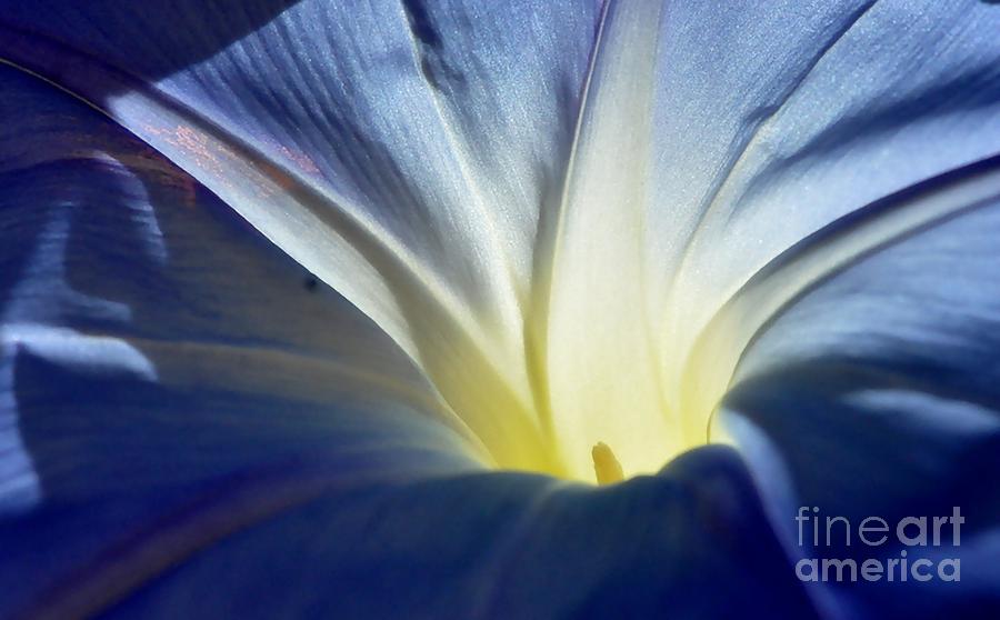 Blue Flower #1 Photograph by Sylvie Leandre