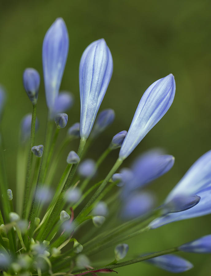 Onion Photograph - Blue Flowers #1 by Nailia Schwarz