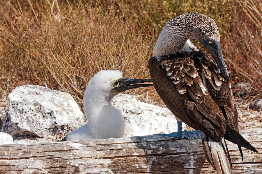 Blue-footed Boobies #2 Photograph by Sally Weigand