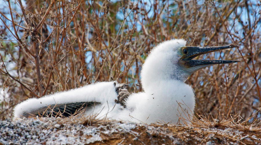 Blue-footed Booby Chick #1 Photograph by Sally Weigand