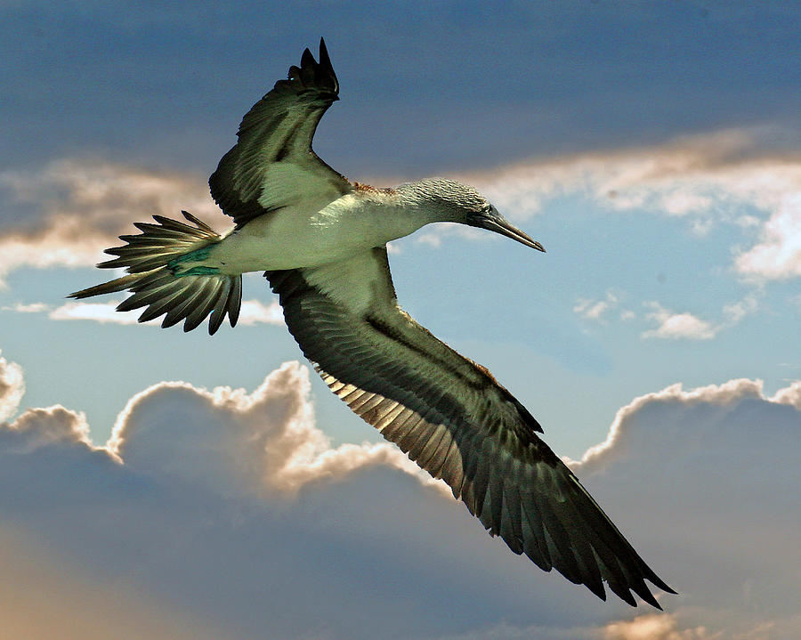 Nature Photograph - Blue-footed Booby #1 by Larry Linton