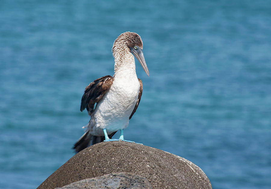 Blue-footed Booby on Rock #1 Photograph by Sally Weigand