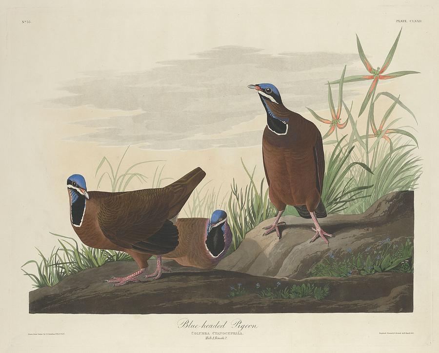 John James Audubon Drawing - Blue-Headed Pigeon #1 by Dreyer Wildlife Print Collections 