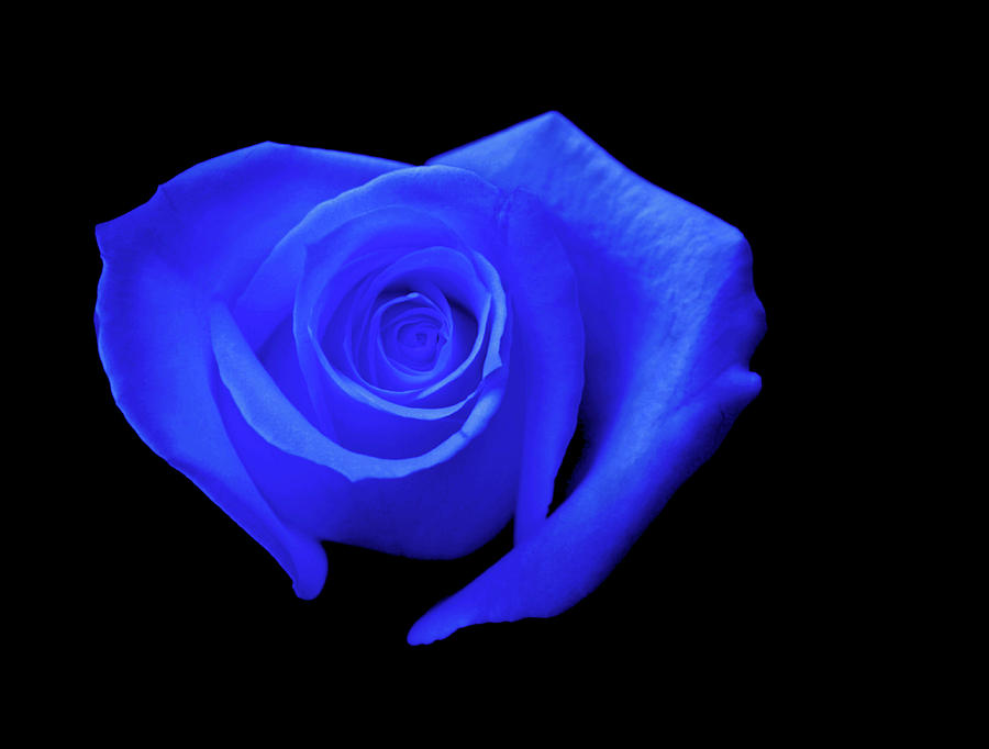 Nature Photograph - Blue Heart-Shaped Rose #1 by Glennis Siverson