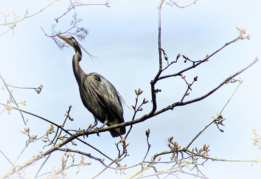 Blue Heron #1 Photograph by Cameron Wood
