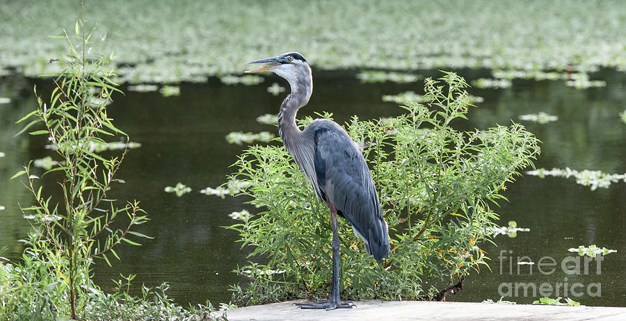 Blue Heron #2 Photograph by Cecil Fuselier