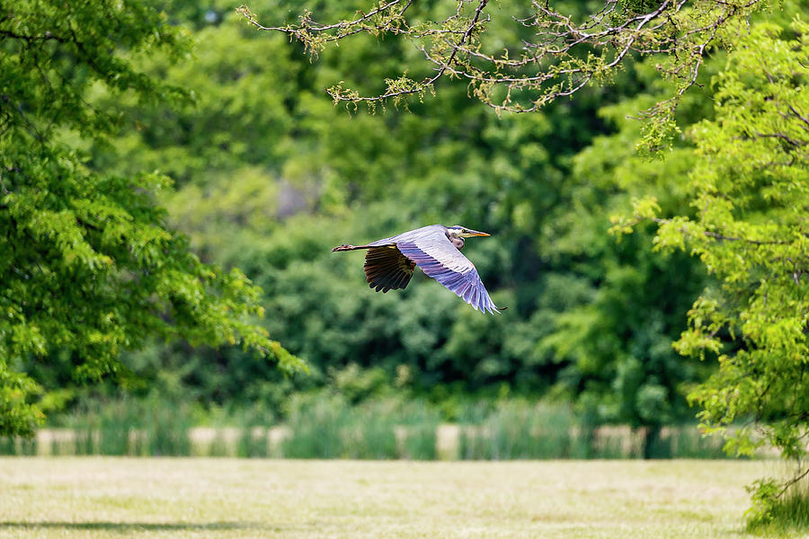 Blue Heron in flight #1 Photograph by Peter Lakomy