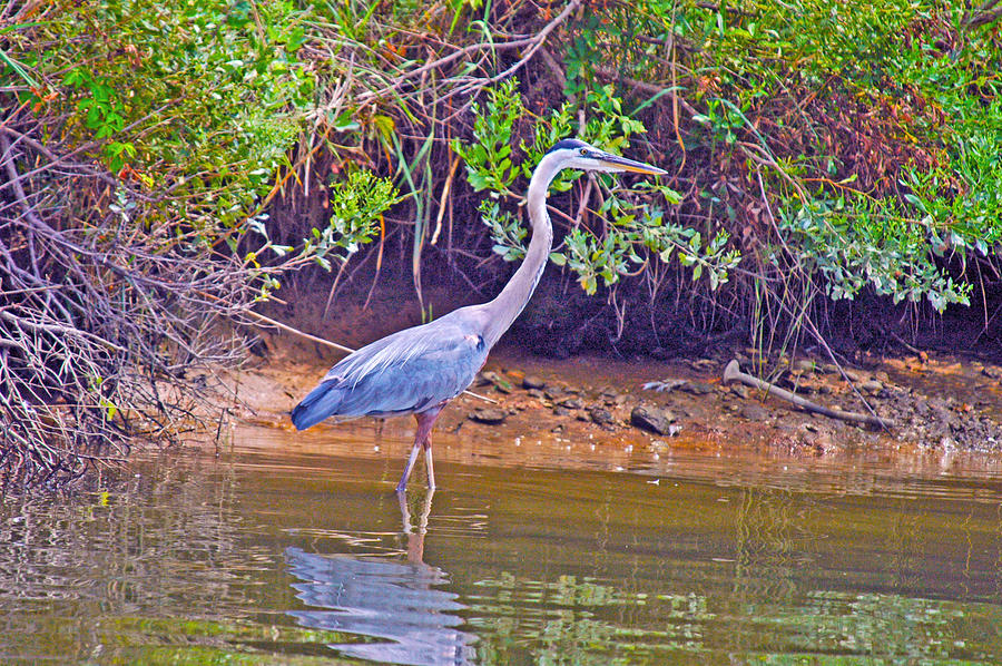 Blue Heron Photograph by American Image Bednar - Fine Art America