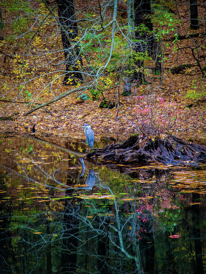 Blue heron #1 Photograph by Lilia S