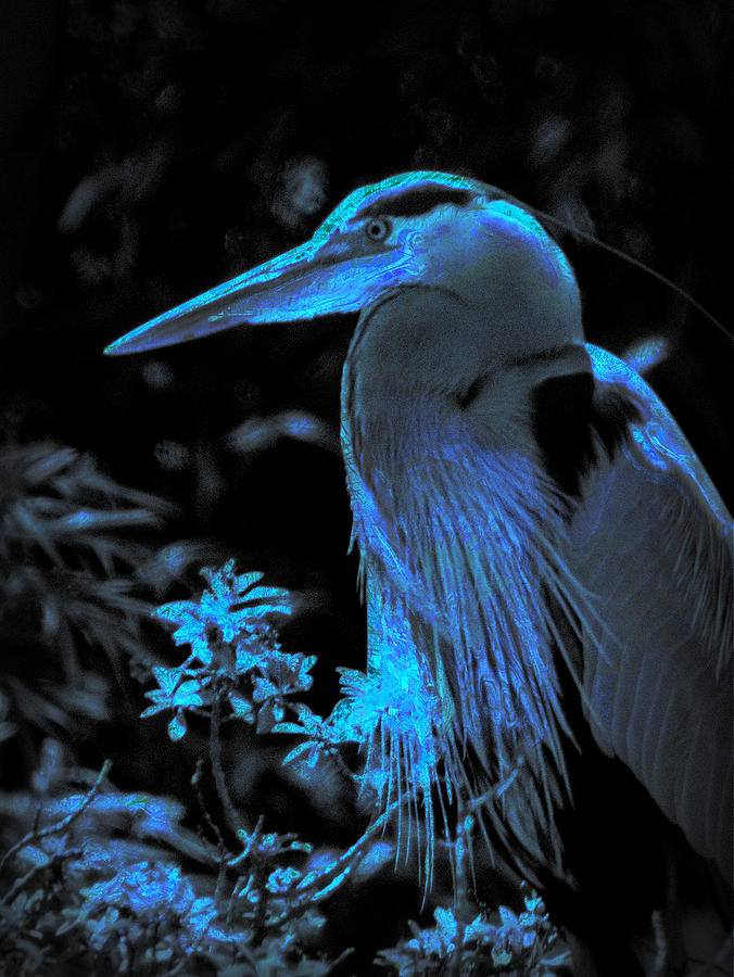 Blue Heron #1 Photograph by Lori Seaman
