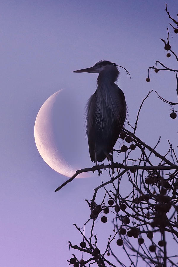 Blue Heron Moon #1 Photograph by Rob Blair
