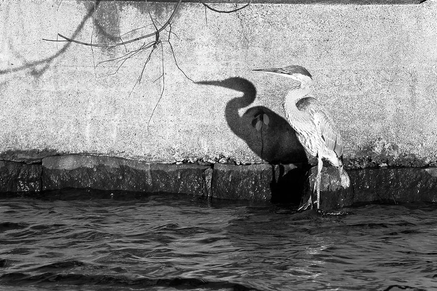 Blue Heron Shadow #2 Photograph by Robert Clifford