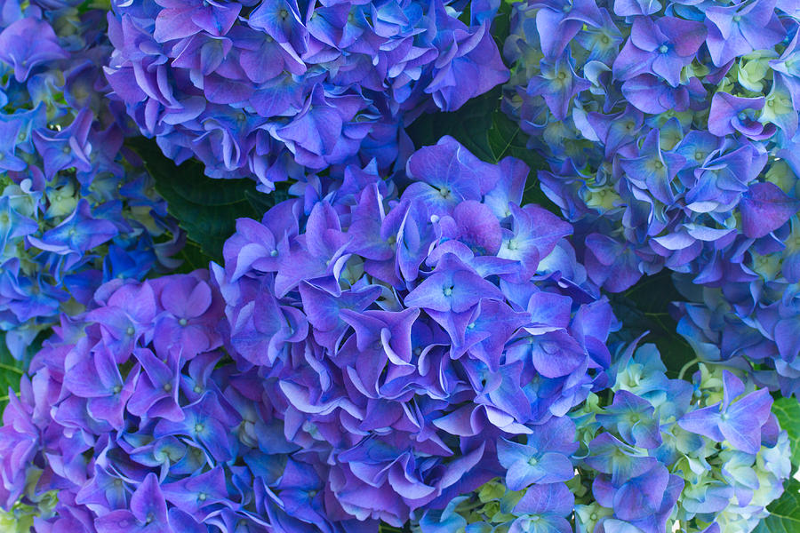Blue Hortensia Flowers #1 Photograph by Anastasy Yarmolovich