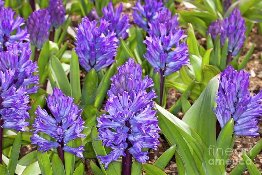 Blue Hyacinthus #1 Photograph by Anthony Totah
