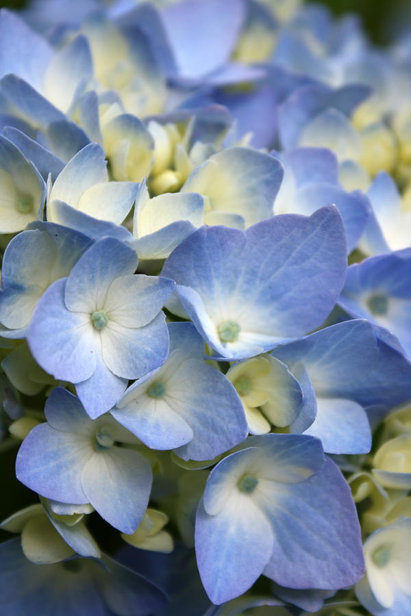 Summer Photograph - Blue Hydrangea #1 by Annie Babineau