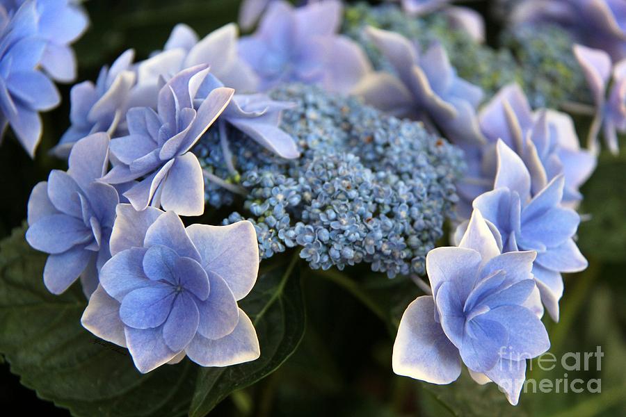 Blue hydrangea #1 Photograph by Yumi Johnson