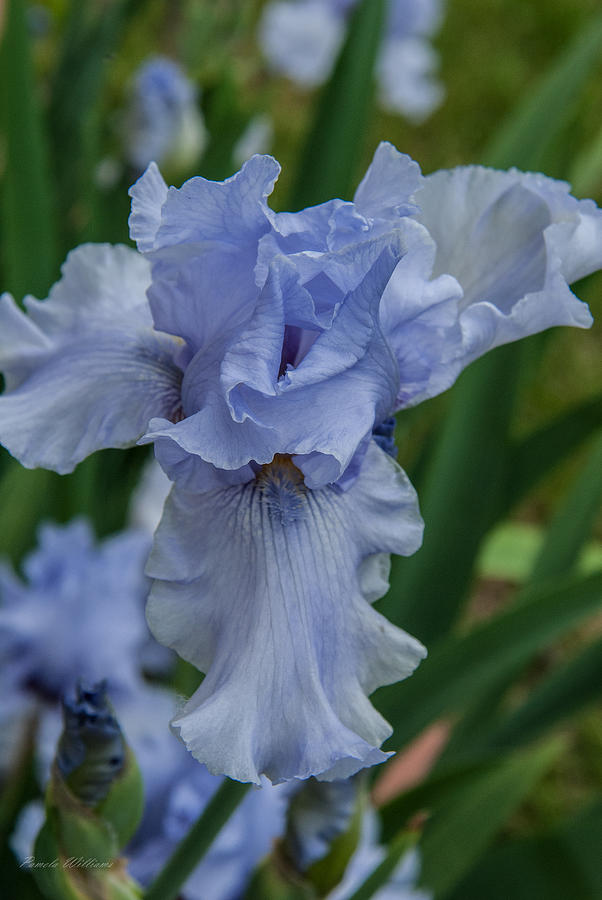 Bearded Blue Iris 2 Photograph by Pamela Williams