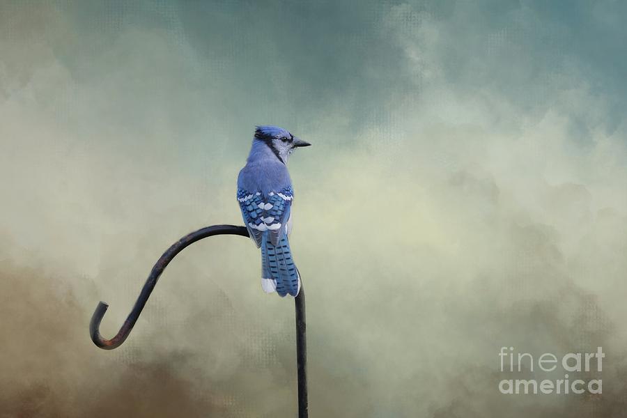 Blue Jay #1 Photograph by Eva Lechner